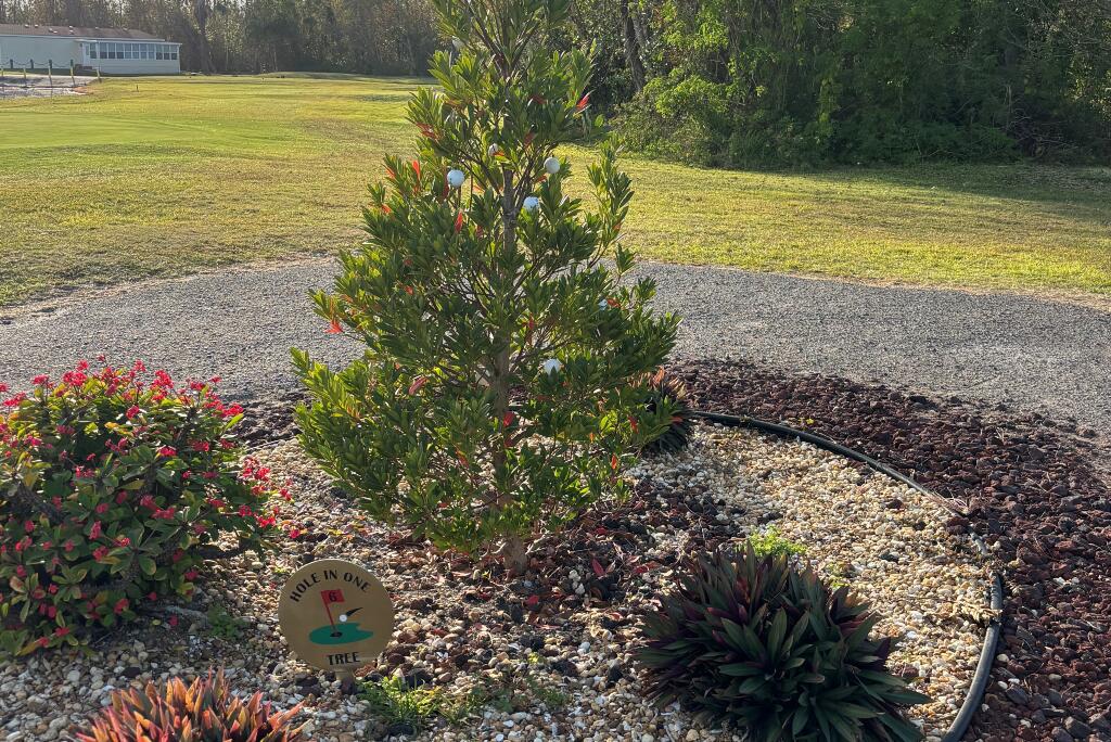 Hole In One Tree #6